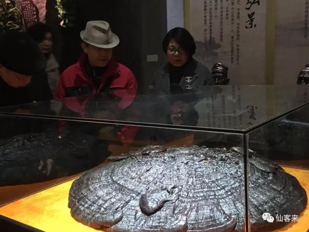 中國靈芝十大品牌|仙客來靈芝|仙客來靈芝破壁孢子粉|仙客來孢子油|仙客來靈芝飲片|仙客來破壁孢子粉|仙客來靈芝中藥飲片|馳名商標(biāo)|www.plaka.cn|