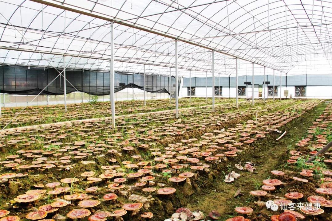 中國靈芝十大品牌|仙客來靈芝|仙客來靈芝破壁孢子粉|仙客來孢子油|仙客來靈芝飲片|仙客來破壁孢子粉|仙客來靈芝中藥飲片|馳名商標|www.plaka.cn|
