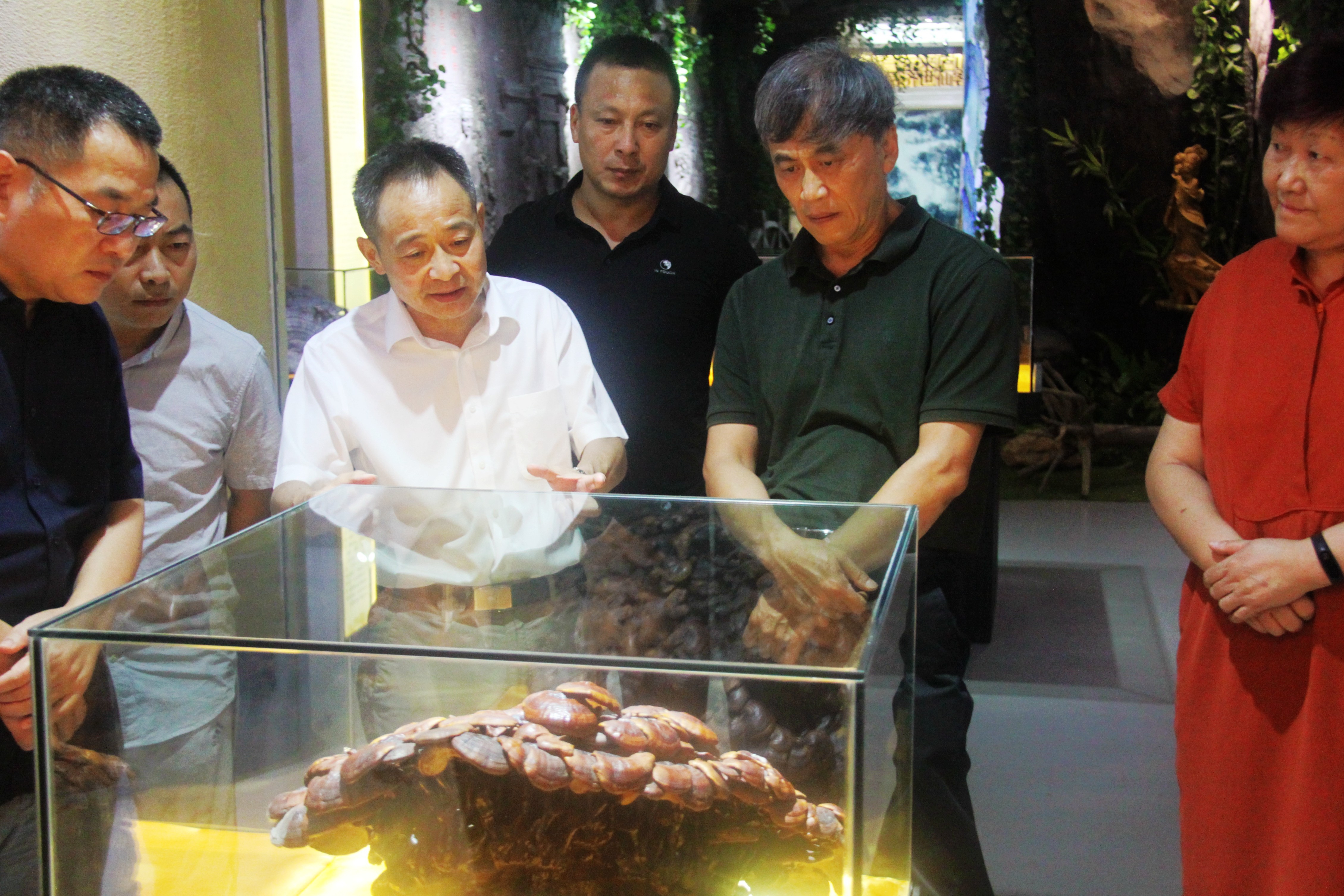 中國(guó)靈芝十大品牌|仙客來(lái)靈芝|仙客來(lái)靈芝破壁孢子粉|仙客來(lái)孢子油|仙客來(lái)靈芝飲片|仙客來(lái)破壁孢子粉|仙客來(lái)靈芝中藥飲片|馳名商標(biāo)|www.plaka.cn|