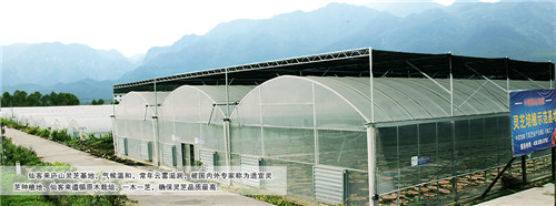 中國靈芝十大品牌|仙客來靈芝|仙客來靈芝破壁孢子粉|仙客來孢子油|仙客來靈芝飲片|仙客來破壁孢子粉|仙客來靈芝中藥飲片|馳名商標|www.plaka.cn|