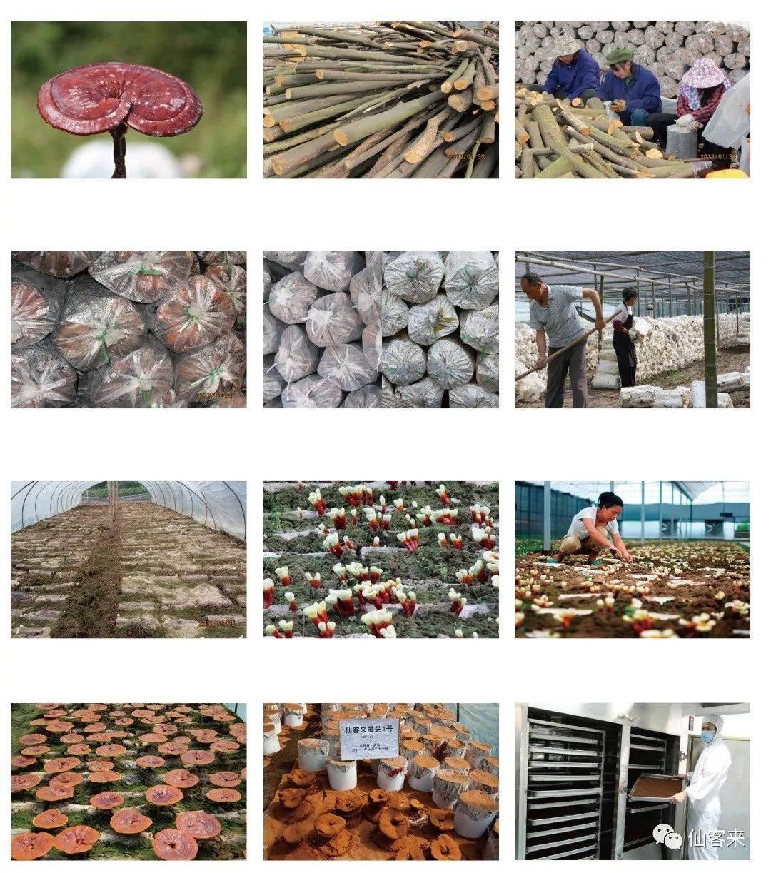 中國(guó)靈芝十大品牌|仙客來(lái)靈芝|仙客來(lái)靈芝破壁孢子粉|仙客來(lái)孢子油|仙客來(lái)靈芝飲片|仙客來(lái)破壁孢子粉|仙客來(lái)靈芝中藥飲片|馳名商標(biāo)|www.plaka.cn|